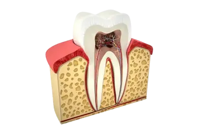 Endodoncia Endodoncia
